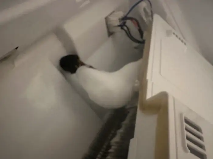 Freezer Repair